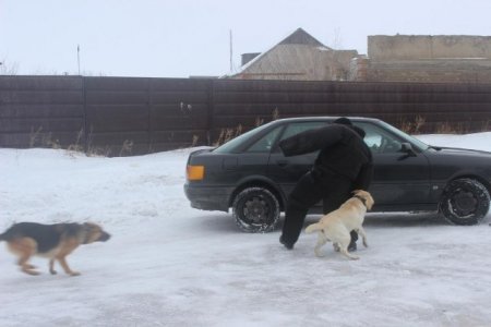 Центр кинологической службы ДВД Костанайской области пополнился 11 служебно-розыскными собаками