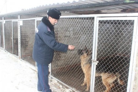 Центр кинологической службы ДВД Костанайской области пополнился 11 служебно-розыскными собаками