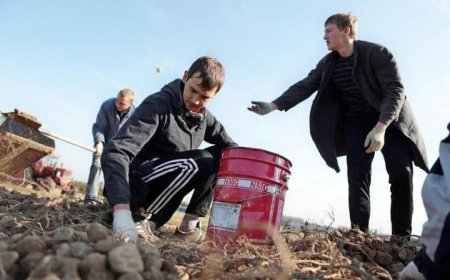 Принимаем новый урожай, благоустраиваем старое