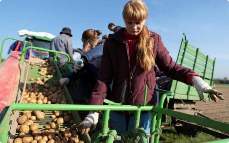 Принимаем новый урожай, благоустраиваем старое