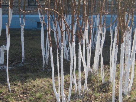 Клещи просыпаются и начинают атаковать