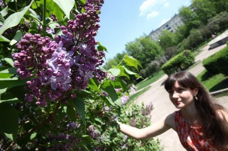 Лето красное придёт, когда рябина зацветёт