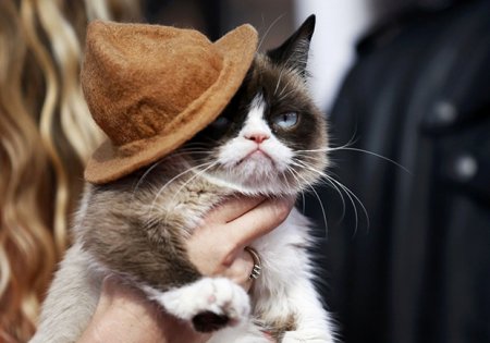 Grumpy Cat принес своей хозяйке $100 миллионов (фото)