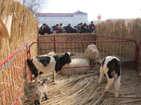 Поздравления за поздравлениями