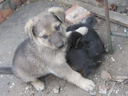 На голодном пайке