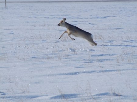 Человек косуле друг