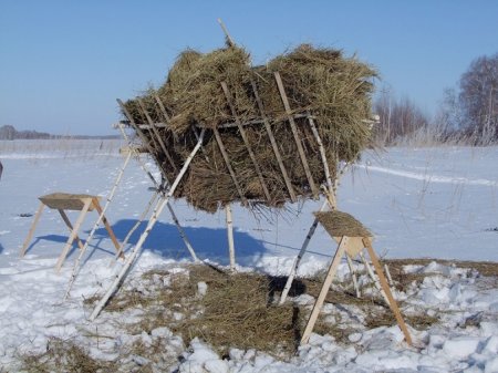 Человек косуле друг