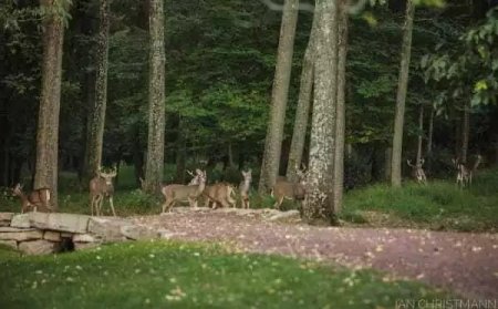 Никто не ожидал, что в разгар свадебной фотосессии на заднем плане появятся эти "ребята"...