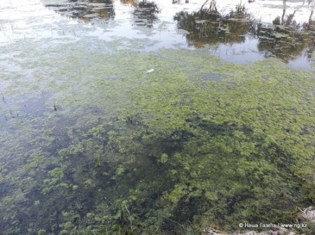 Экологи назвали причины цветения воды в Тоболе - отсутствие денег на очистку реки и реконструкция Большого моста