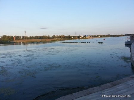 Экологи назвали причины цветения воды в Тоболе - отсутствие денег на очистку реки и реконструкция Большого моста