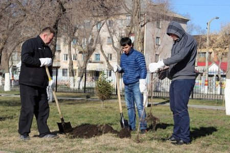 Озеленили и облагородили