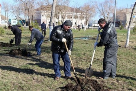 Озеленили и облагородили