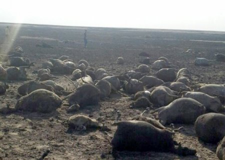 56-летний пастух и 1406 овец погибли в пожаре в Джангельдинском районе Костанайской области