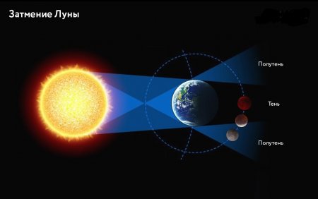 Красно-бурая соседка