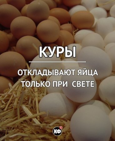 Интересные факты обо всем на свете