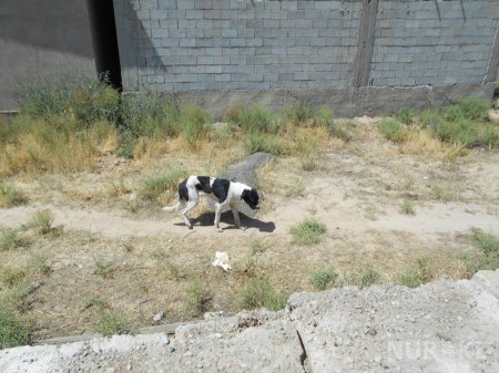 Как выглядит Арысь спустя сутки после взрывов